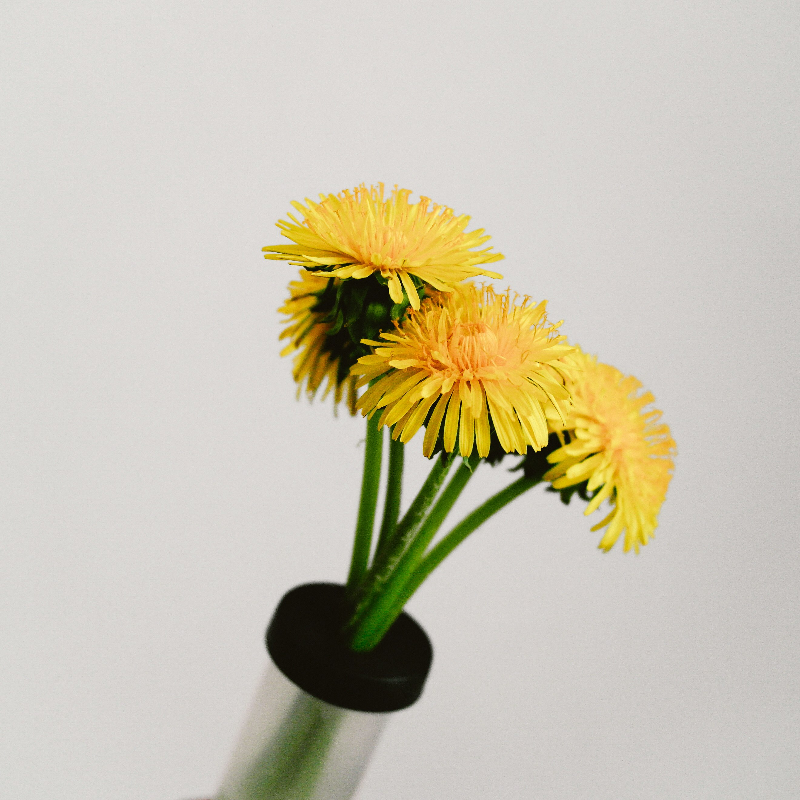 yellow sunflower in green ceramic vase